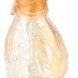 عطر كاشايا كنزو