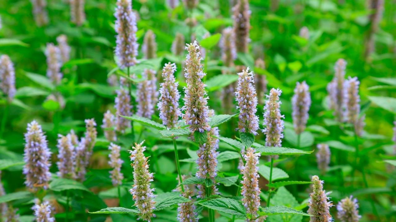 What does patchouli smell like?